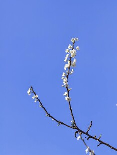 李子花