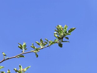 沙果花