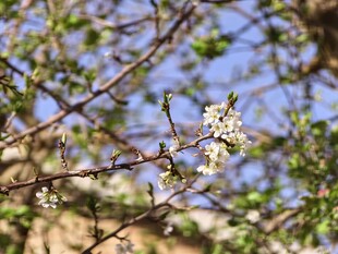 李子花
