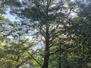 大树