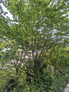 大树