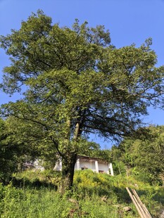 乡村大树