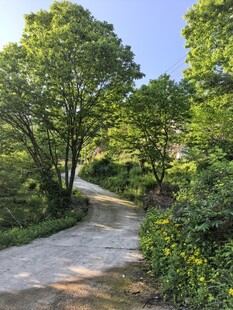 林间小路