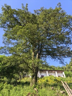 乡村大树