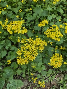 雏菊