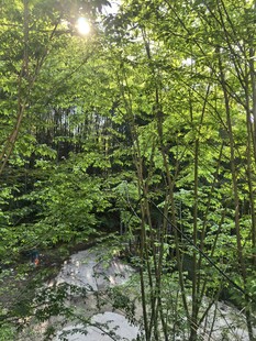 林间小道