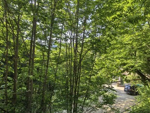 林间小路