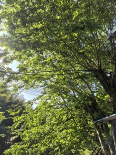 森林