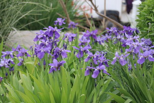 鸢尾花