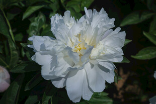 菏泽大田芍药花