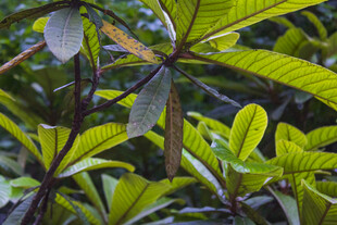 翠绿繁茂的热带植物叶片