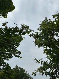 枝叶间的天空