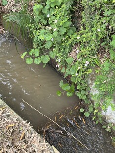 溪边绿植与流水景象