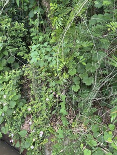 繁茂绿植景观