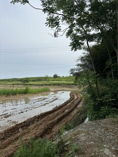 乡村水田风光景色