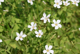 白花酢浆草