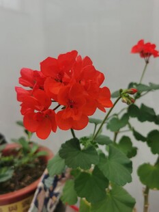 花卉
