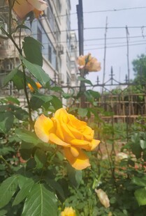 娇艳黄玫瑰绽放于庭院