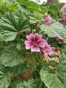 粉色锦葵花绽放绿叶间