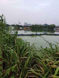 湖畔