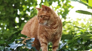 橘猫于绿植间悠然站立