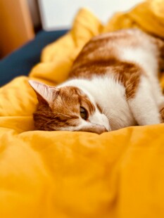 橘猫惬意躺黄色毛毯上
