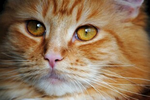 橘色猫咪的特写