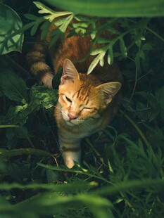 草丛中的橘猫