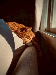 窗边橘猫惬意休憩