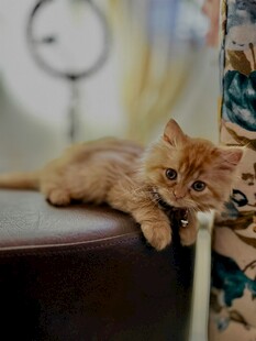 橘猫慵懒趴卧