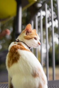 可爱猫咪侧坐望向远方