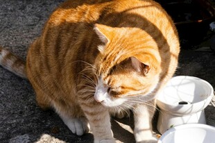 橘猫专注摆弄面前物件