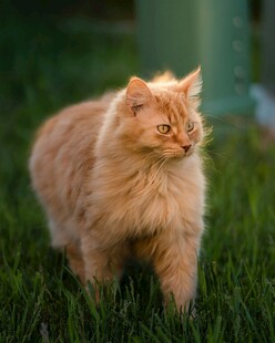 草地上的长毛橘猫