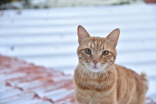 雪地中的棕色猫咪