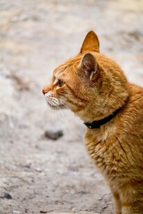 橘猫侧坐凝视