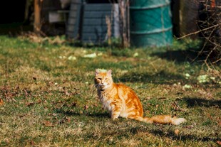 草地上的橘猫