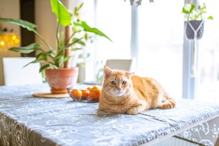 猫咪惬意趴卧于桌布上