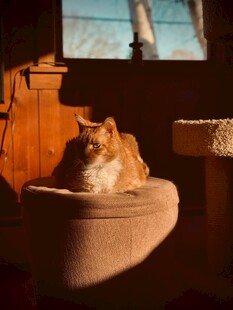 阳光下惬意的猫咪