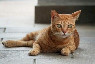 橘猫趴地休憩