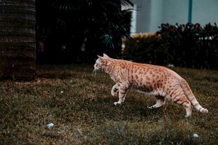 草地上的斑纹猫