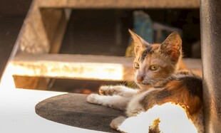 窗边慵懒猫咪