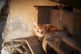 角落中的橘猫