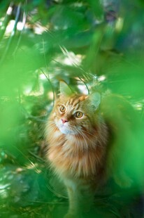 绿荫下的长毛猫咪