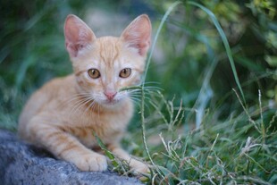 橘色小猫静卧于草丛间