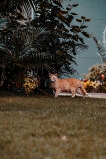 草地上的猫咪