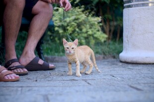 人与橘猫的温馨瞬间