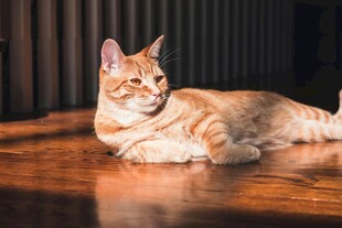 橘猫悠闲躺于木质地板上