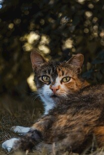 草丛中的可爱猫咪
