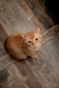 地板上的橘猫