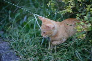 草丛中的橘猫